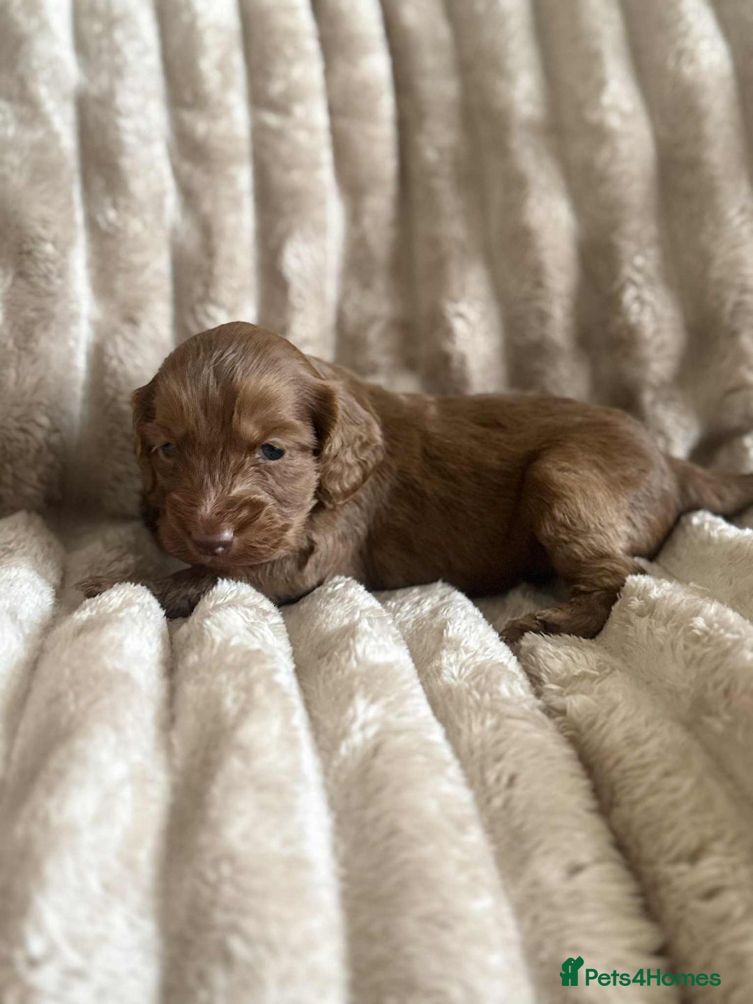Cockapoo dogs for sale: Cockapoo F1B STUNNING COLOURS 4 available - Advert 29
