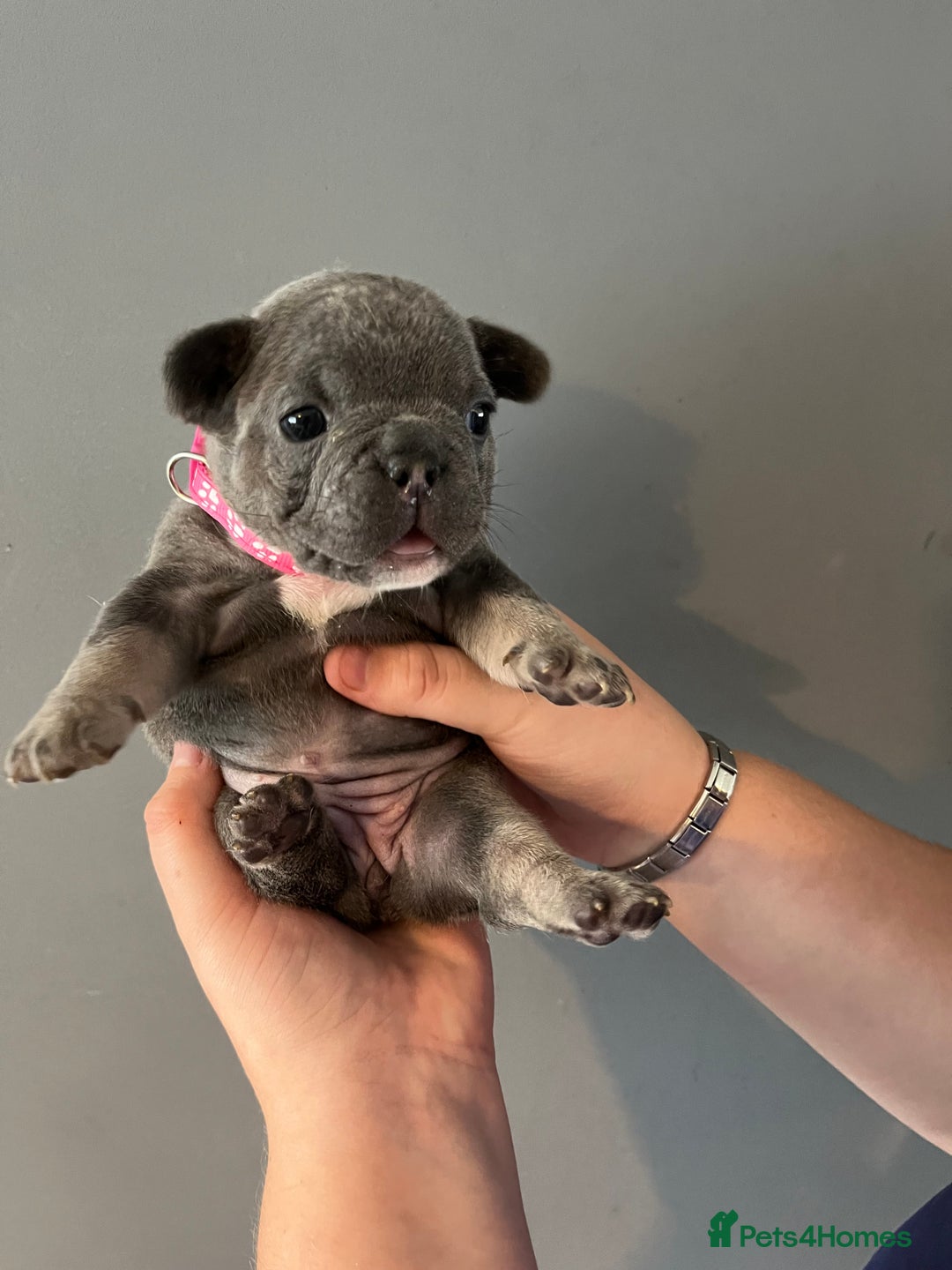 French Bulldog dogs for sale: Blue /tan Frenchbull dog - Image 7