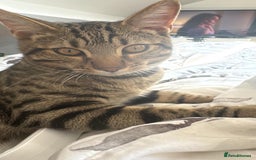 Bengal cats for sale: Half Bengal Half Tabby  - Image 2