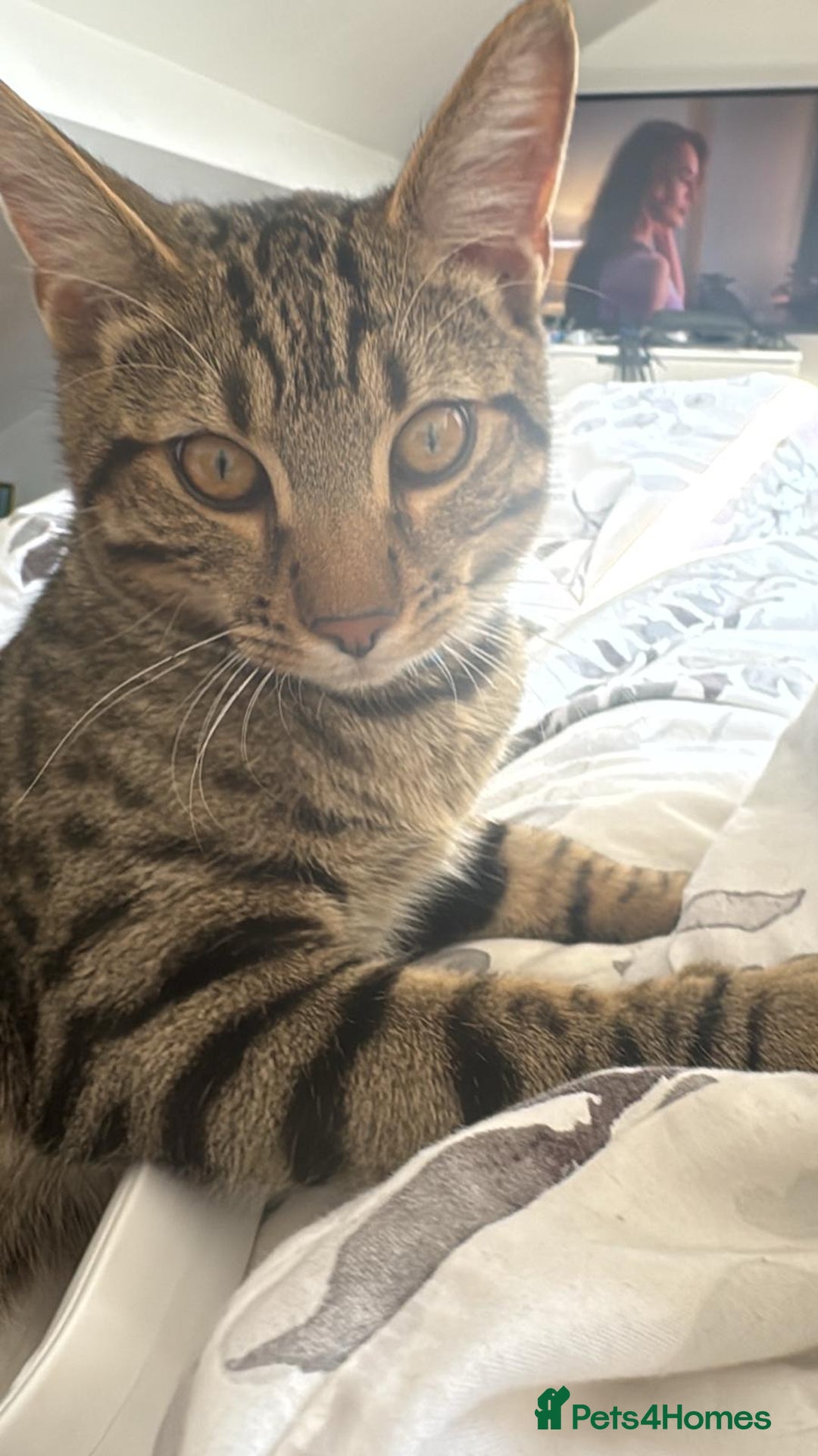 Bengal cats for sale: Half Bengal Half Tabby  - Image 2