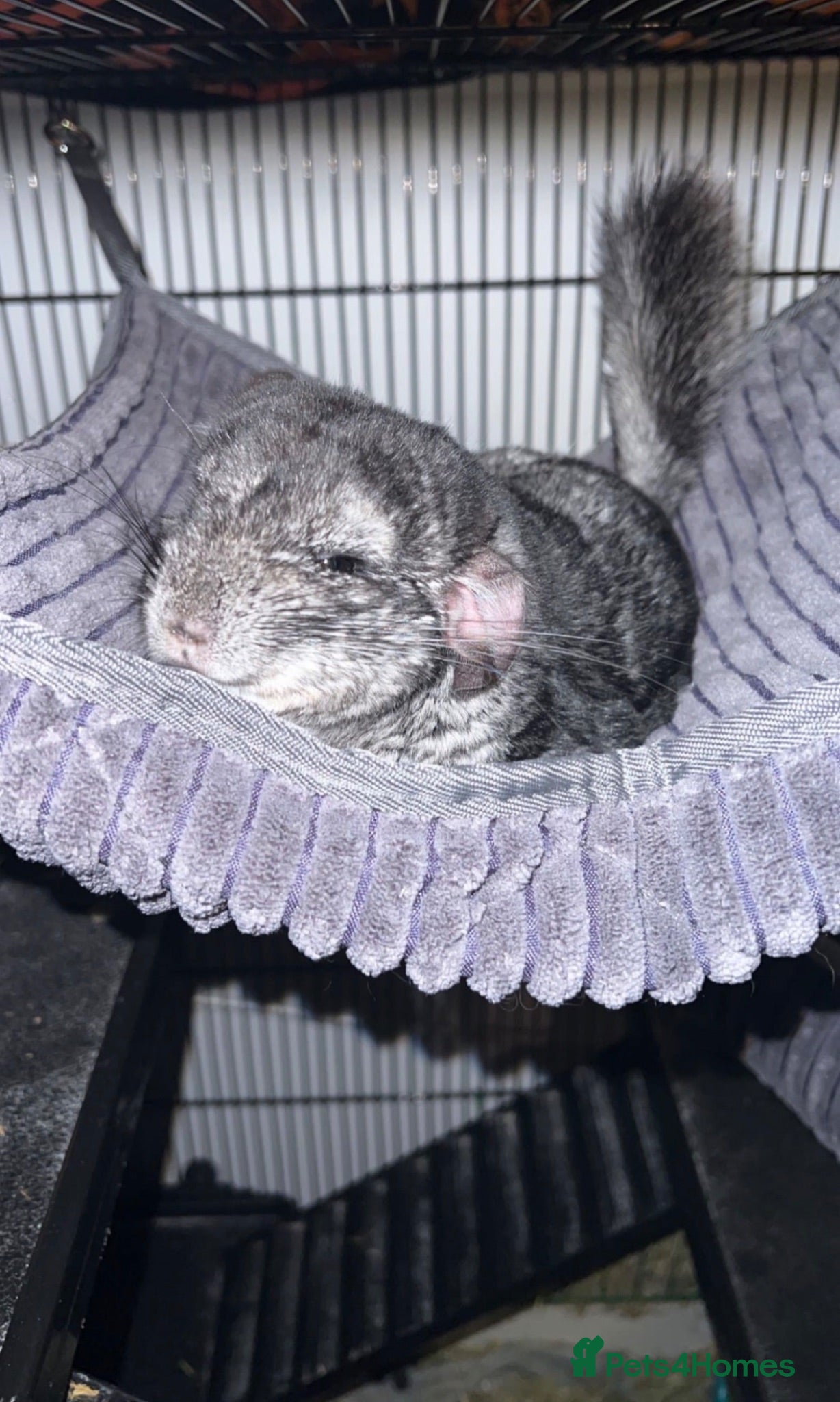 Chinchilla rodents Two Male Chinchillas Seeking Separate Homes - Advert 2