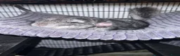 Chinchilla rodents for sale: Two Male Chinchillas Seeking Separate Homes in Royston - Advert 1