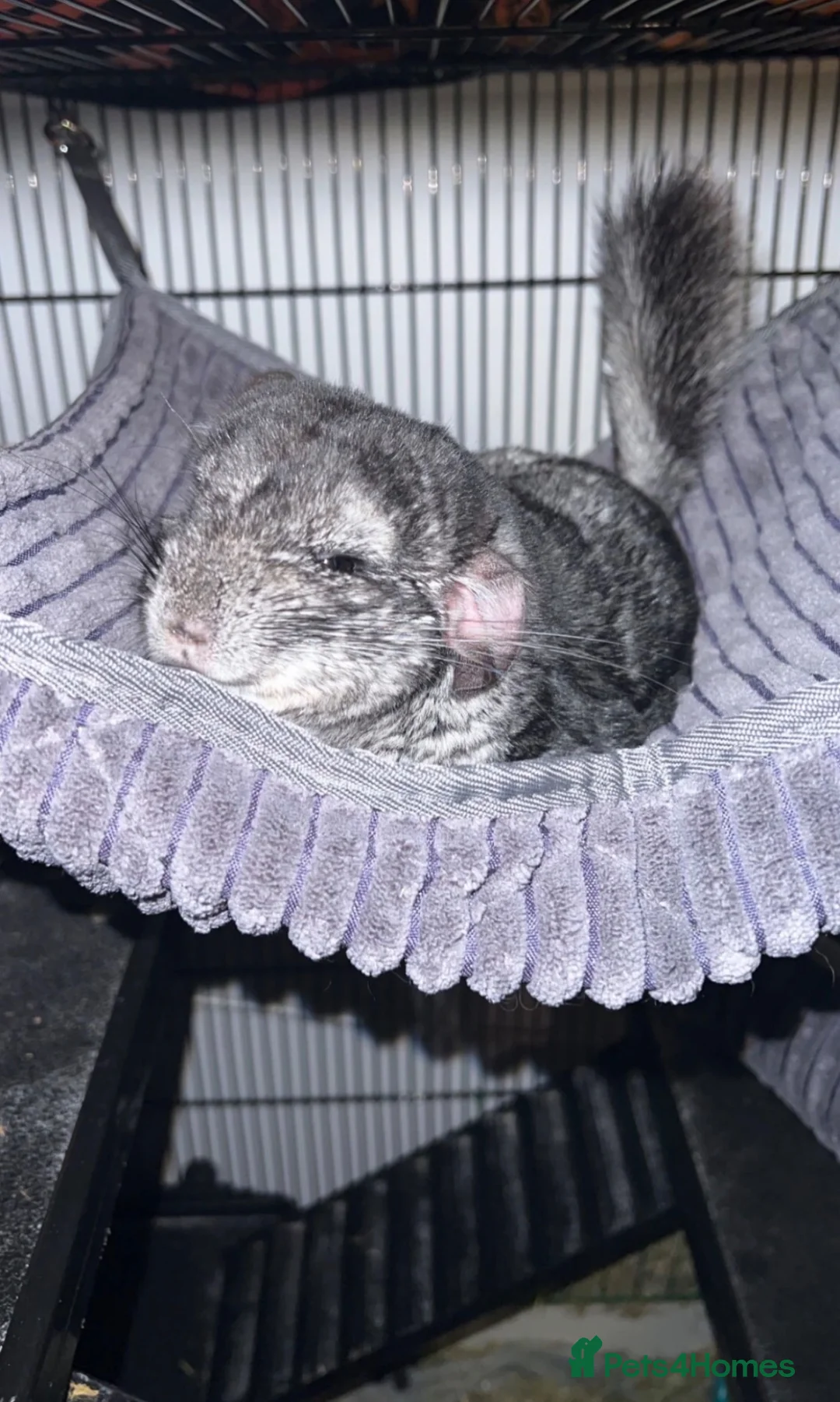 Chinchilla rodents for sale: Two Male Chinchillas Seeking Separate Homes in Royston - Advert 1