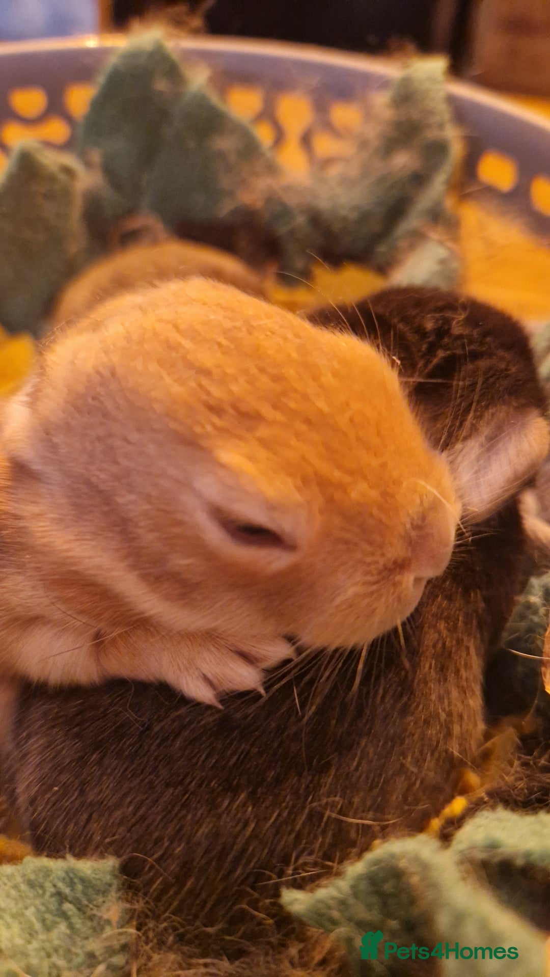 Rex rabbits for sale: Mini rex rabbits - Image 6