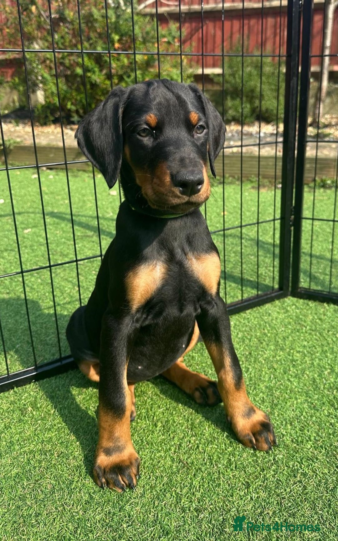 Dog Breed Chocolate Doberman Puppies Different Types Of Doberman