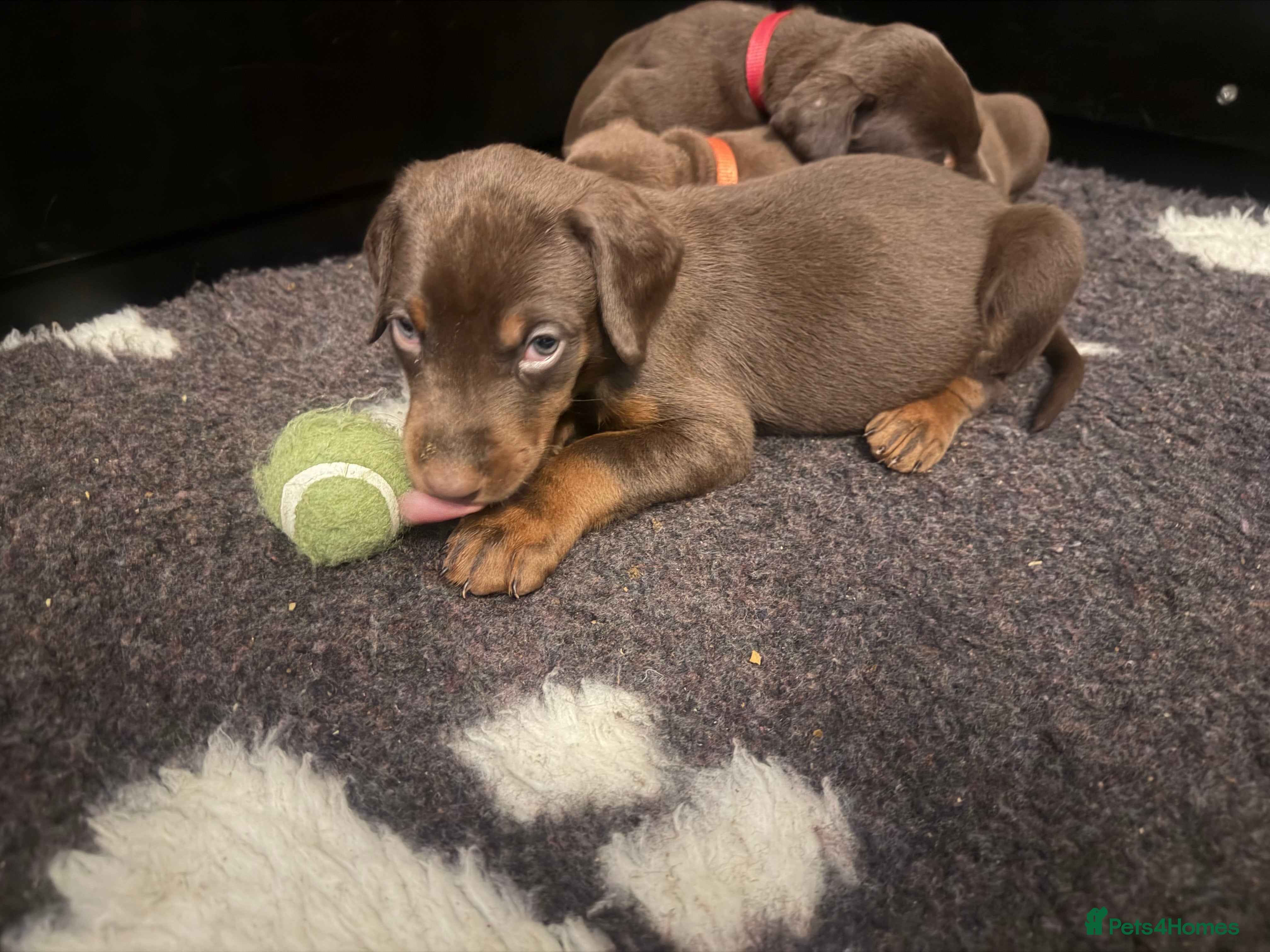 Dobermann dogs 12 stunning Doberman puppies - Advert 1