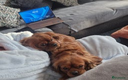 Cavalier King Charles Spaniel dogs for sale: Cavalier King Charles  - Image 8