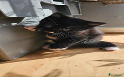 Mixed Breed cats for sale: Three beautiful kittens - Image 4