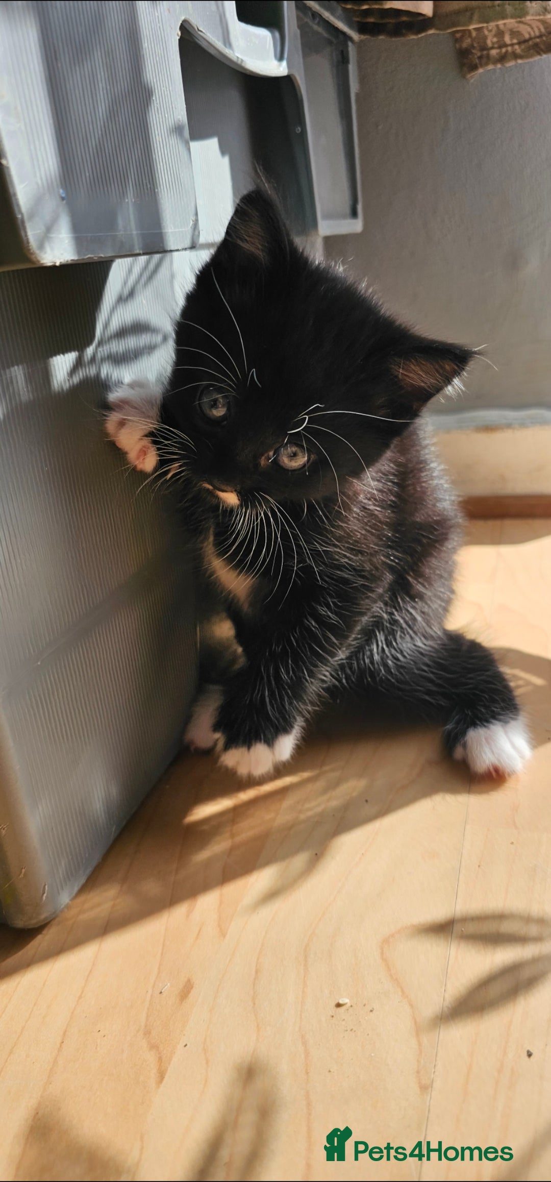 Mixed Breed cats for sale: Three beautiful kittens - Image 4