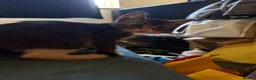 Mixed Breed cats for sale: Female kitten for sale  - Advert 2