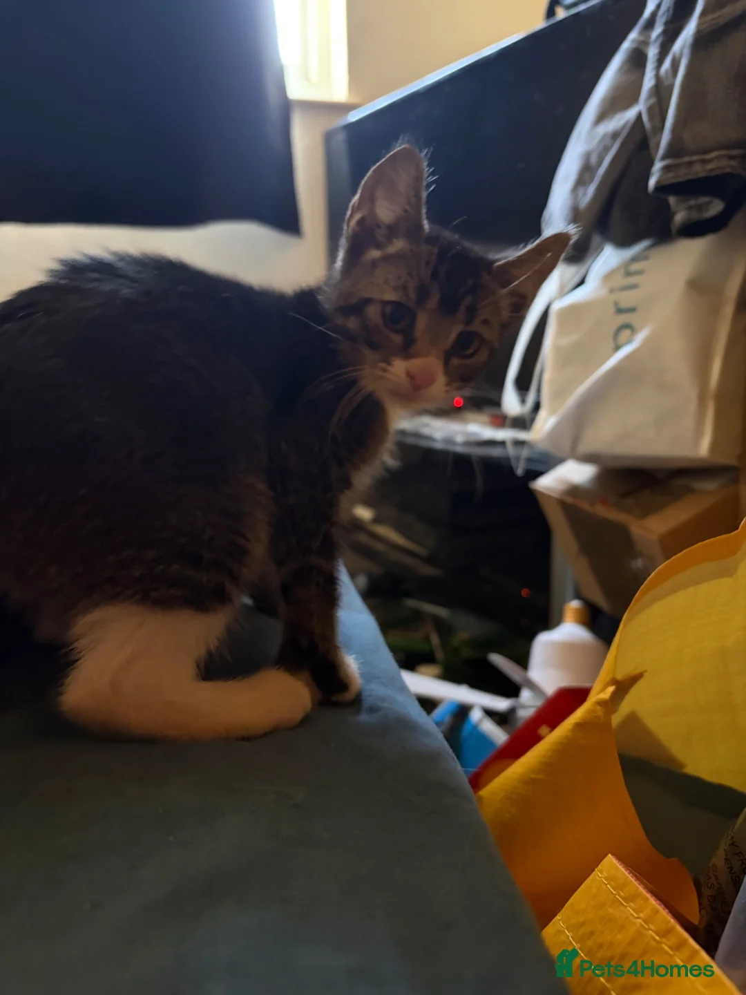 Mixed Breed cats for sale: Female kitten for sale  - Advert 2