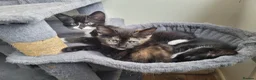Mixed Breed cats for sale: 3 beautiful kittens left - Advert 18