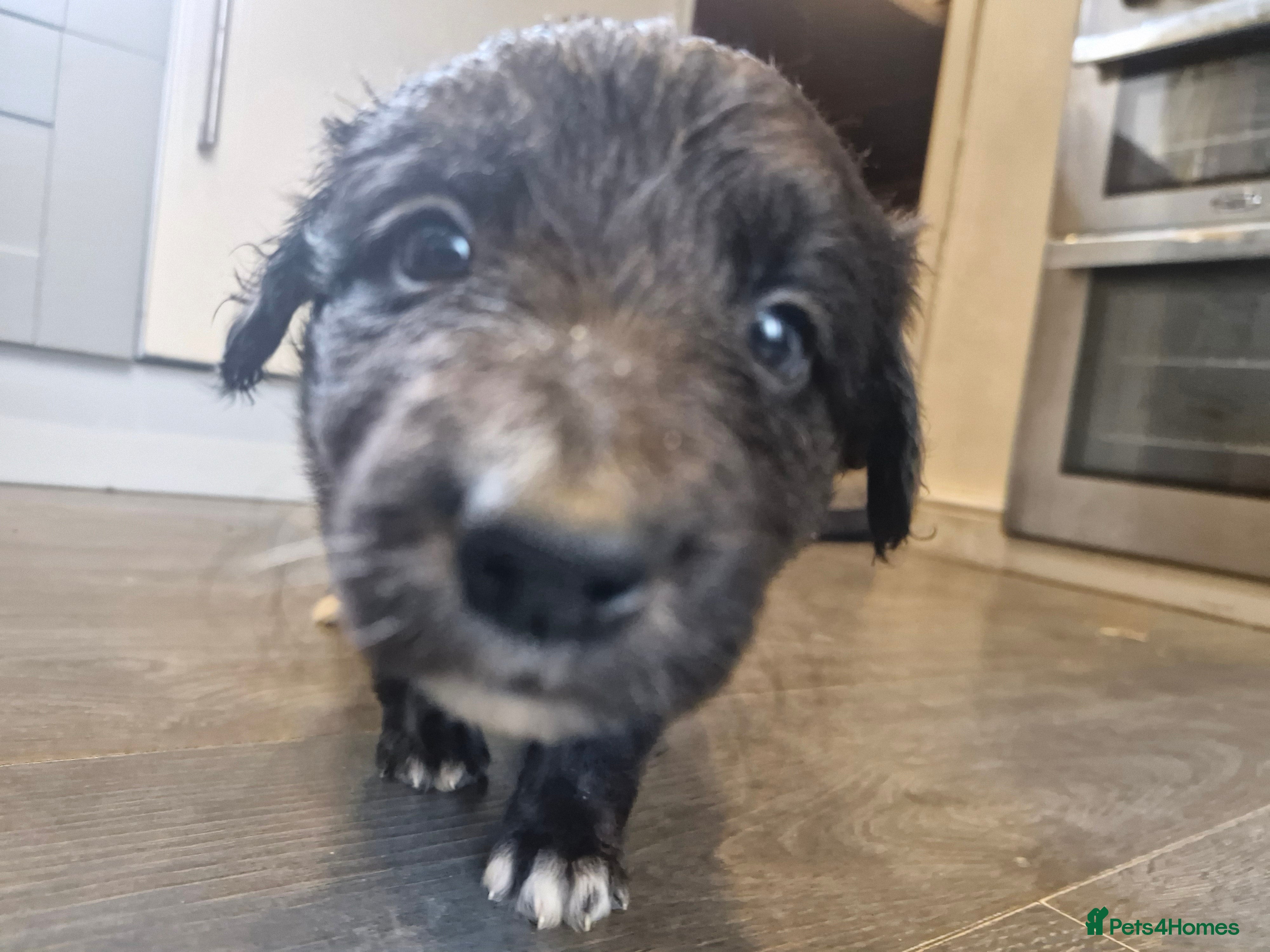 Border Collie dogs Gorgeous Blue Border Collie Pups - Advert 2