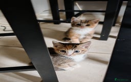 Mixed Breed cats for sale: Gorgeous kittens ready for new home now - Image 2