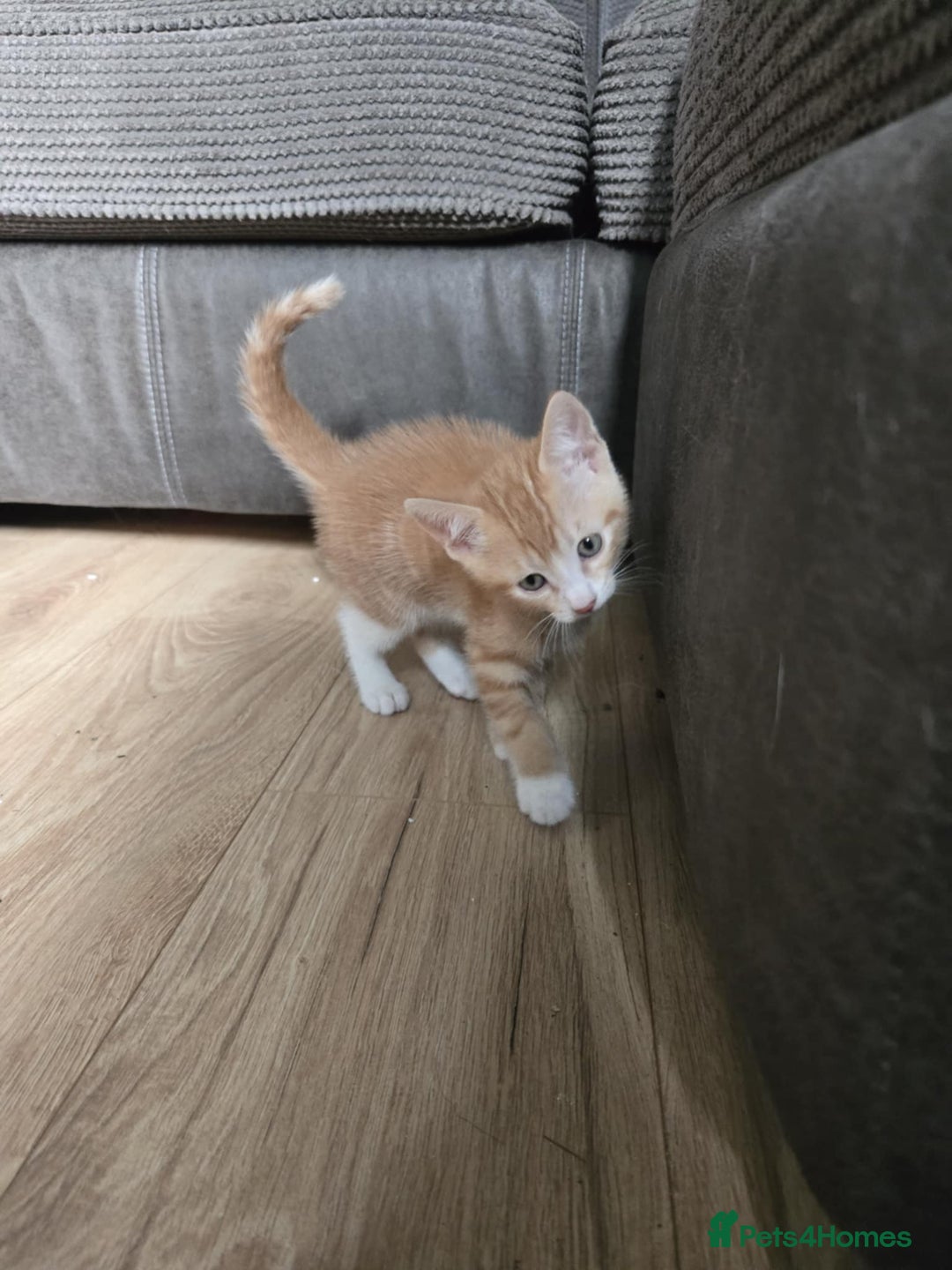 Mixed Breed cats for sale: 4 Playful Male Kittens Ready for Loving Homes! - Image 14