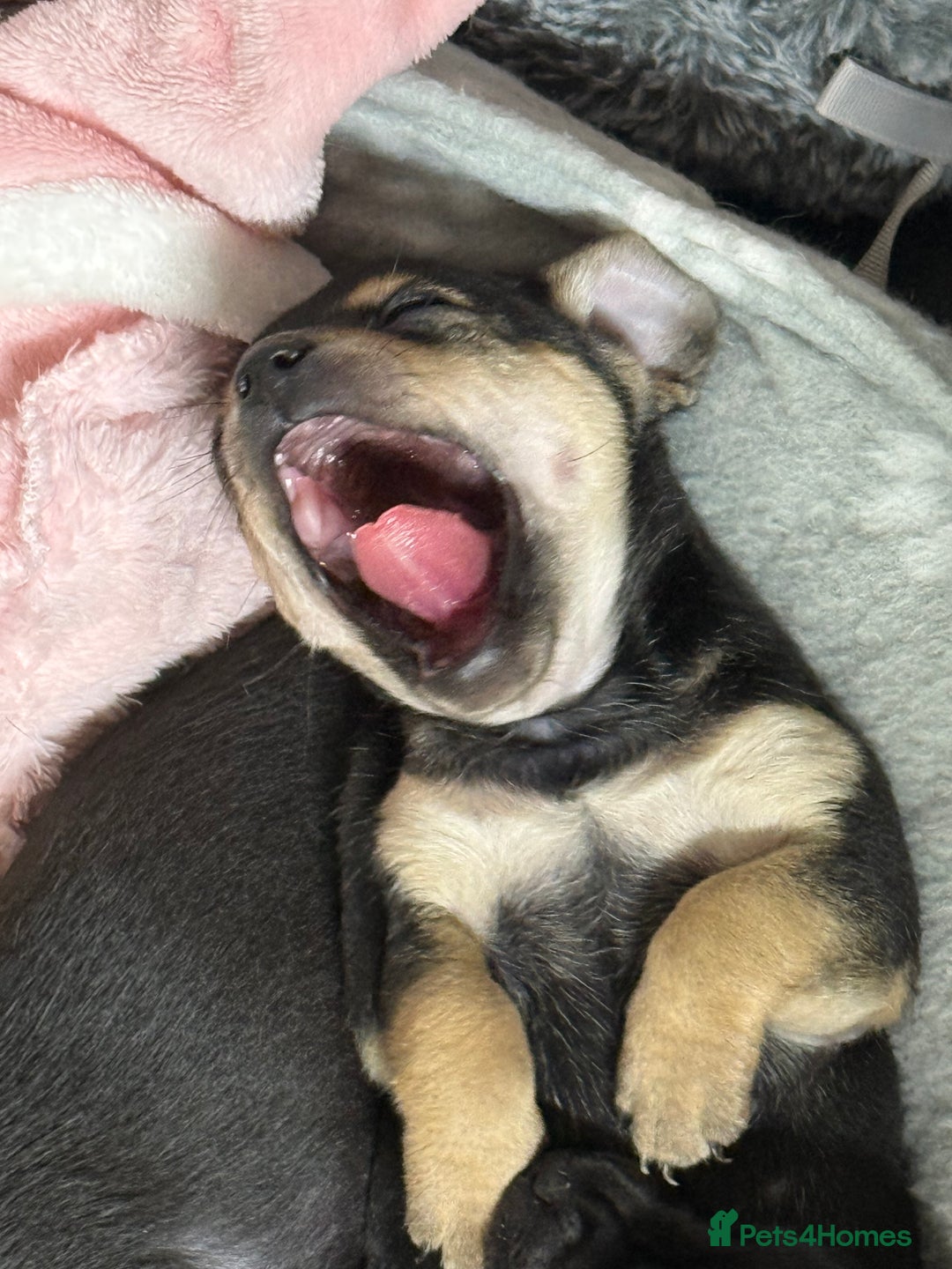 Chihuahua dogs for sale: Chihuahua Boys  - Image 25