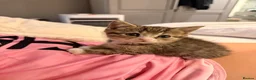 British Shorthair cats for sale: Beautiful British shorthair kittens  - Advert 2