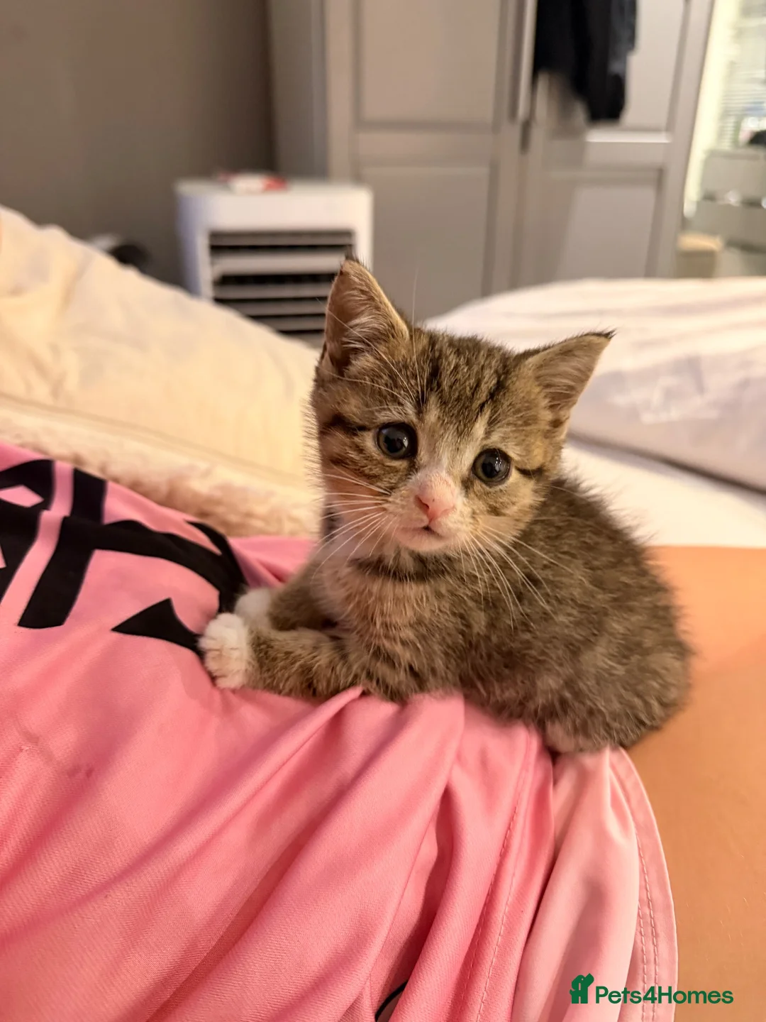 British Shorthair cats for sale: Beautiful British shorthair kittens  - Advert 2