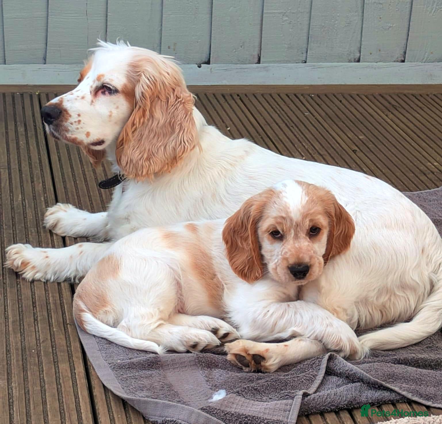 Cocker Spaniel dogs for sale: KC REG COCKER SPANIEL/ *swap considered* - Advert 10