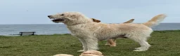 Labradoodle dogs for sale: Beautiful labradoodle puppies smart and gently in Fraserburgh - Advert 22