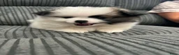 Pomeranian dogs for sale: Tiny Teddy Pomeranian Puppies for sale  - Advert 8