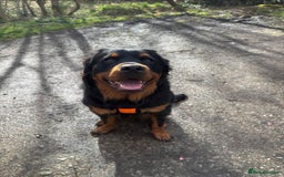 Rottweiler dogs for sale: 🐾 Pure Bred Rottweiler Puppies 🐾 - Image 25