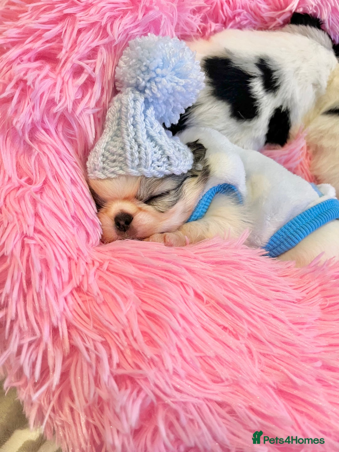 Chihuahua dogs for sale: Long Coat Chihuahua Boys Outstanding Quality ⭐️ - Advert 7