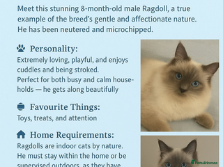 Ragdoll cats - Advert 33