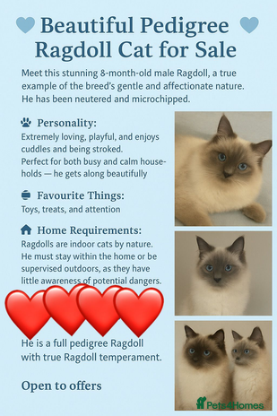 Ragdoll cats - Advert 1