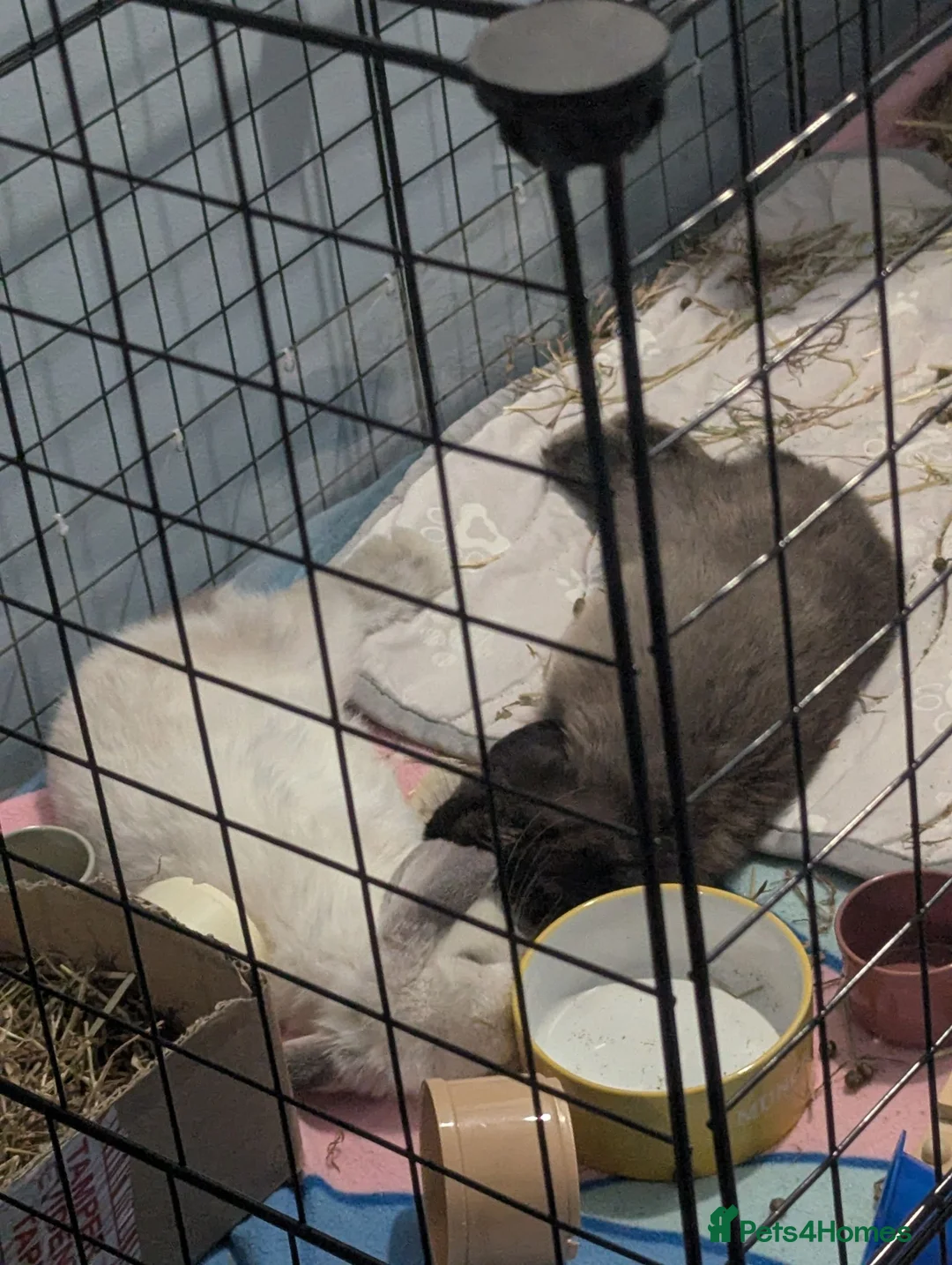 Mini Lop rabbits for sale: Needed to be rehome for their safety ash and cosmo - Advert 2