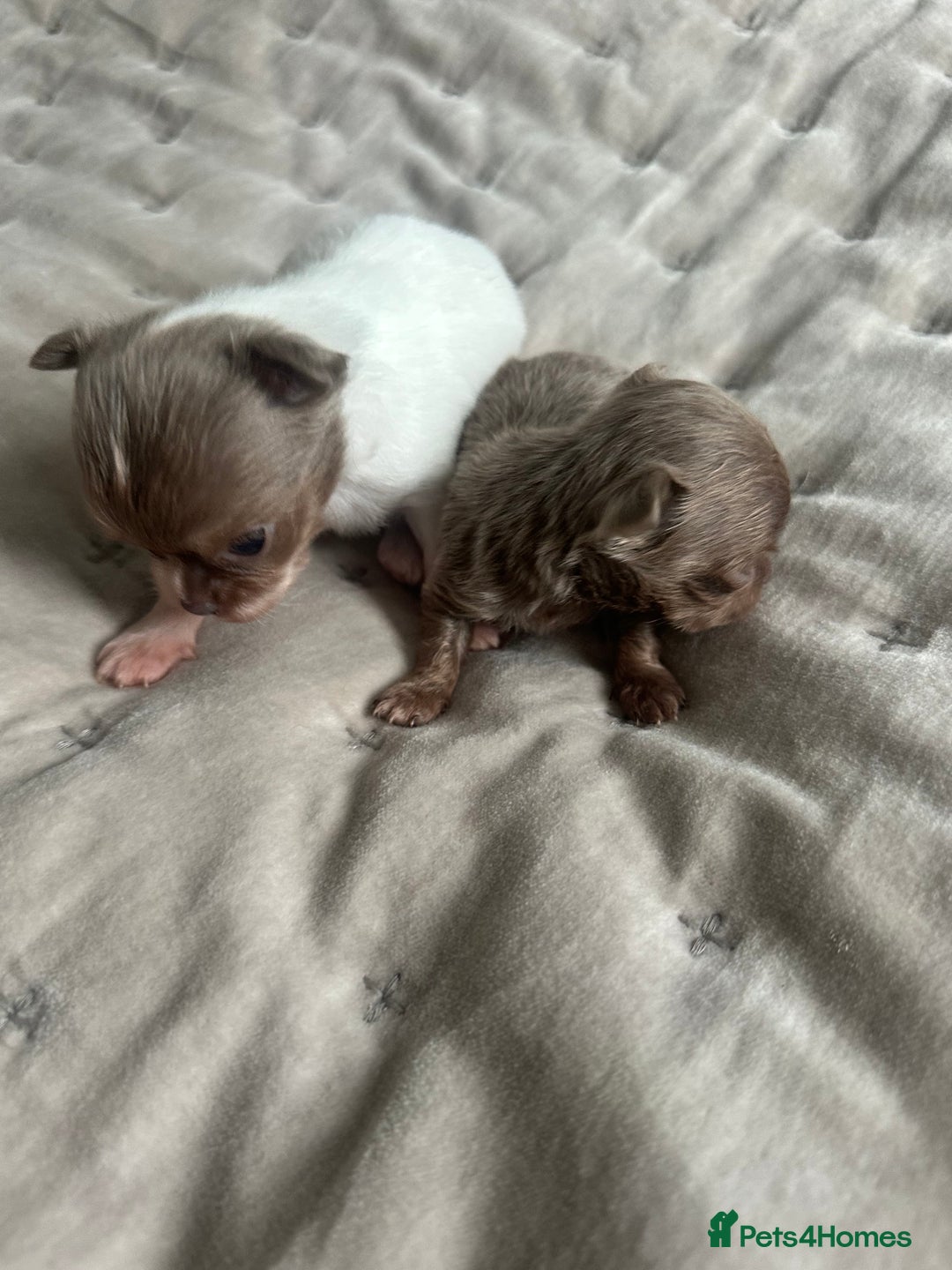Chihuahua dogs for sale: Ready to go White/Lilac Parti Chihuahua - Advert 5