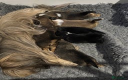 Lhasa Apso dogs for sale: Lhasa Apso Puppies – Tiny Tails, Big Hearts! - Image 9