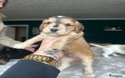 Cocker Spaniel dogs for sale: Working type Cockerspaniel pups kc registered dad  - Image 3