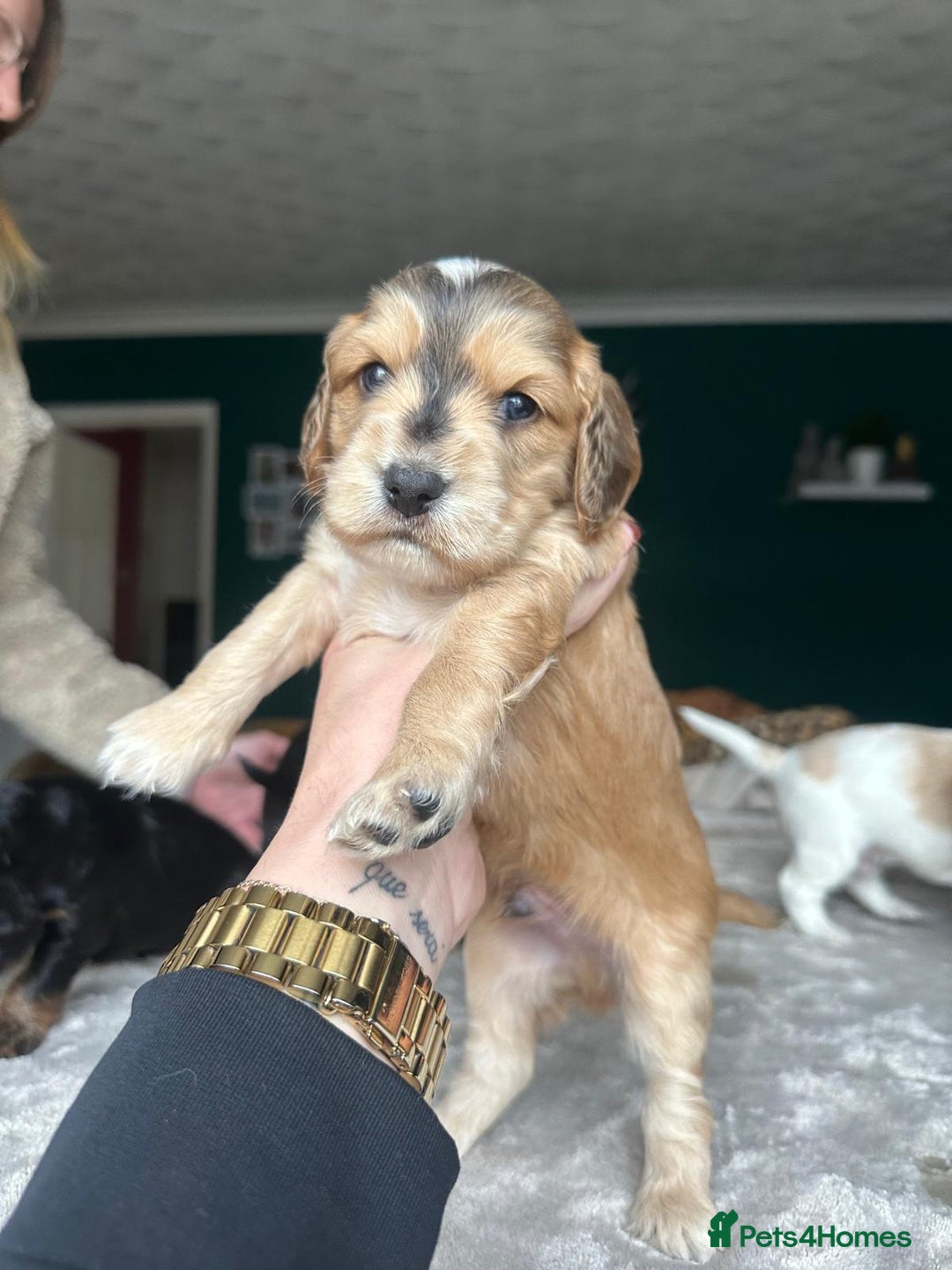Cocker Spaniel dogs for sale: Working type Cockerspaniel pups kc registered dad  - Image 3