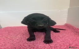 Cockerdor dogs for sale: Gorgeous Cockador Girls - Image 15