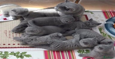 British Longhair cats - Advert 1
