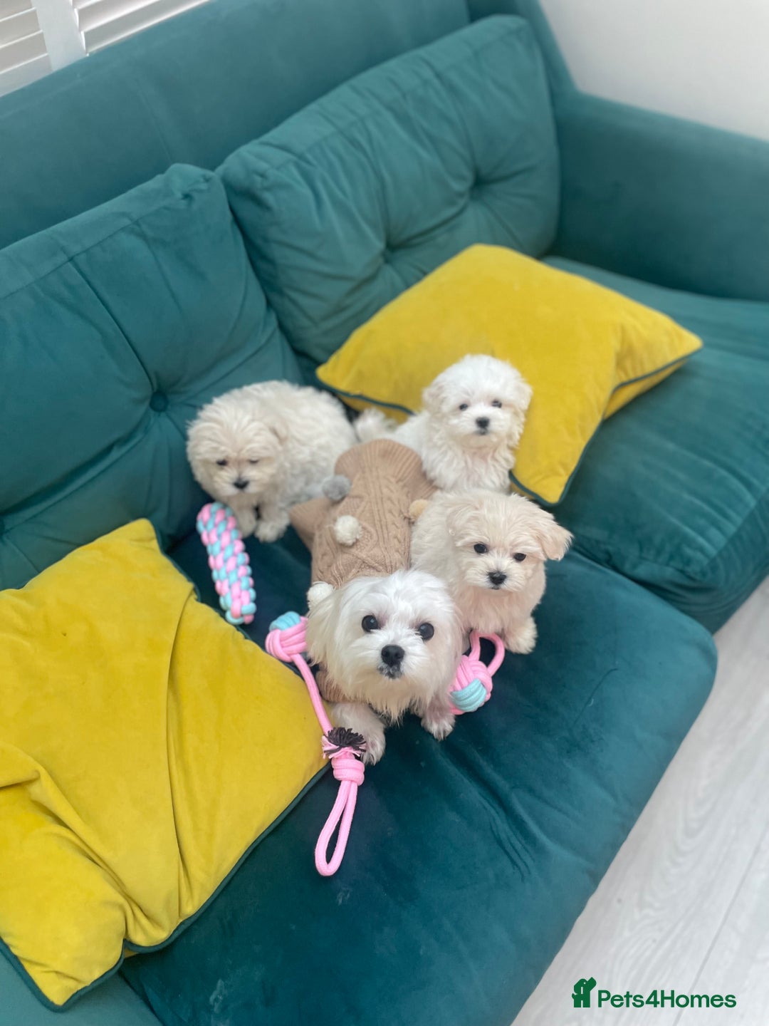 Maltese dogs for sale:  ✨ Special – Korean Maltese Puppies 🐾 - Advert 9