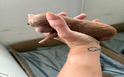 Cavapoo dogs for sale: Cavapoo F1b fully health tested 1 boy left - Image 31