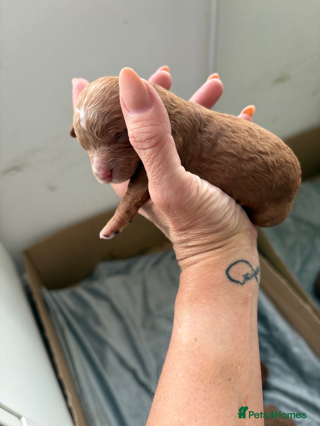 Cavapoo dogs for sale: Cavapoo F1b fully health tested 1 boy left - Image 31