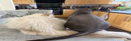 Ragdoll cats for sale: Ragdoll active registration  - Advert 6