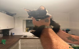 British Longhair cats for sale: 4 beautiful kittens 11 weeks old!  - Advert 1