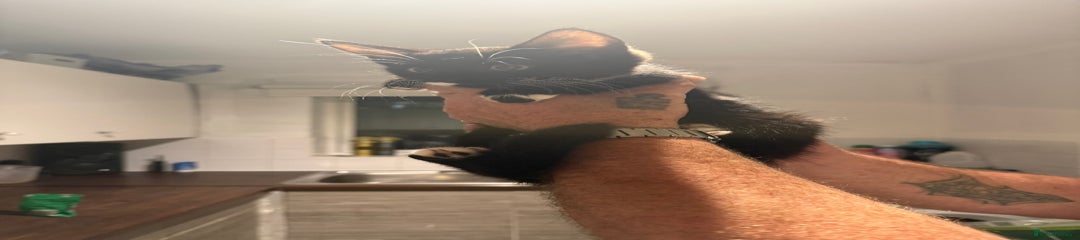 British Longhair Kitten 1