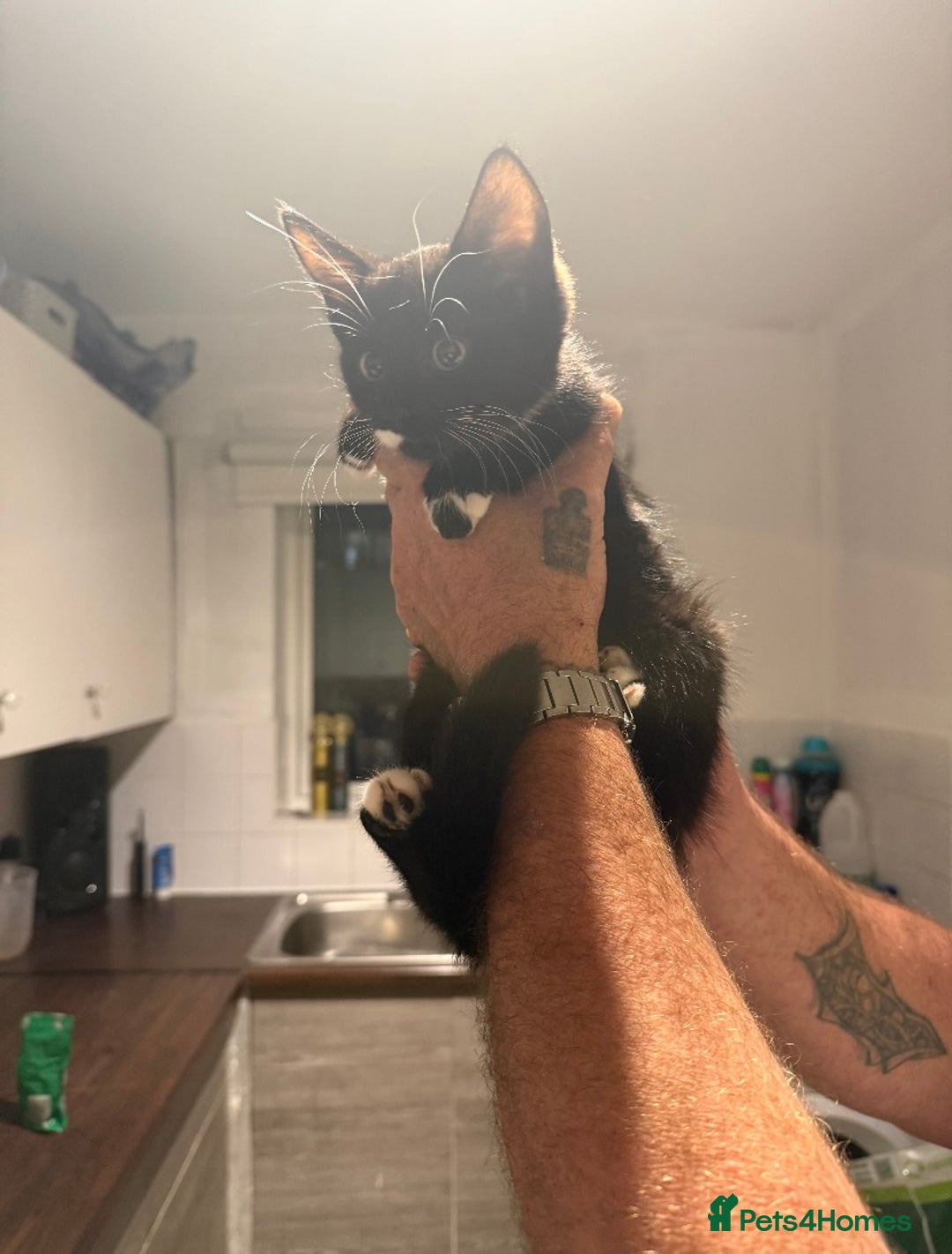 British Longhair cats for sale: 4 beautiful kittens 11 weeks old!  - Advert 1