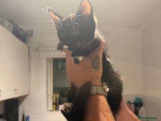 British Longhair cats 4 beautiful kittens 11 weeks old! - Advert 13