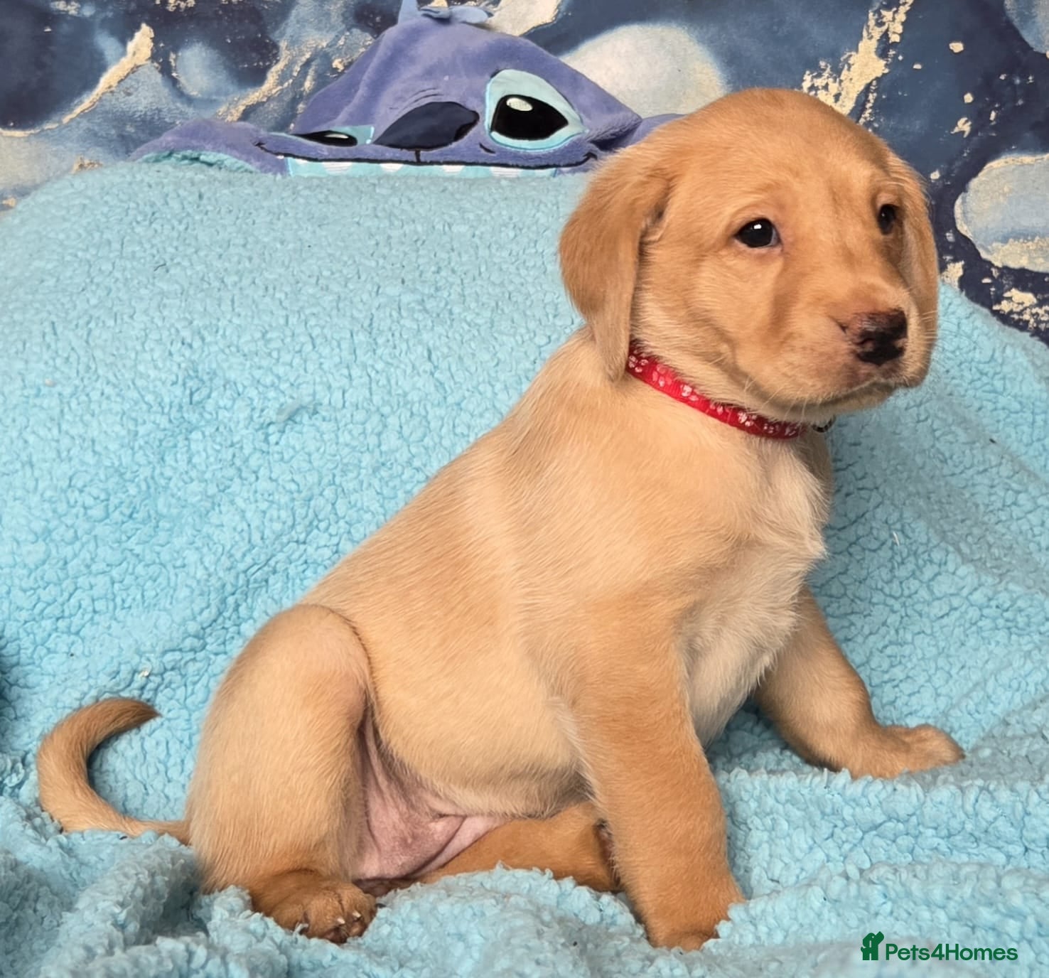 Labrador Retriever dogs Working gundog fieldtrial champions bloodline  - Advert 1