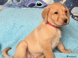 Labrador Retriever dogs for sale: Working gundog fieldtrial champions bloodline - Advert 1