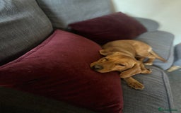 Mixed Breed dogs for sale: Hungarian Vizsla Mix - Image 14