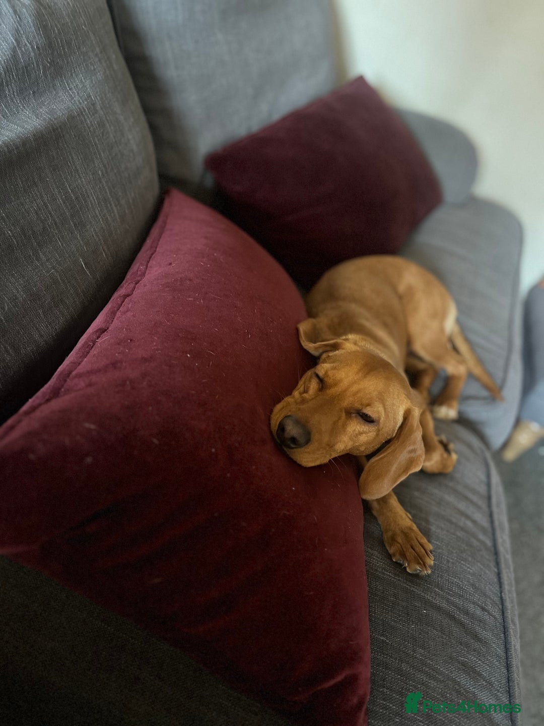 Mixed Breed dogs for sale: Hungarian Vizsla Mix - Image 14