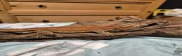 Gecko reptiles for sale: Lovely red stripe male gargoyle gecko in London - Advert 3