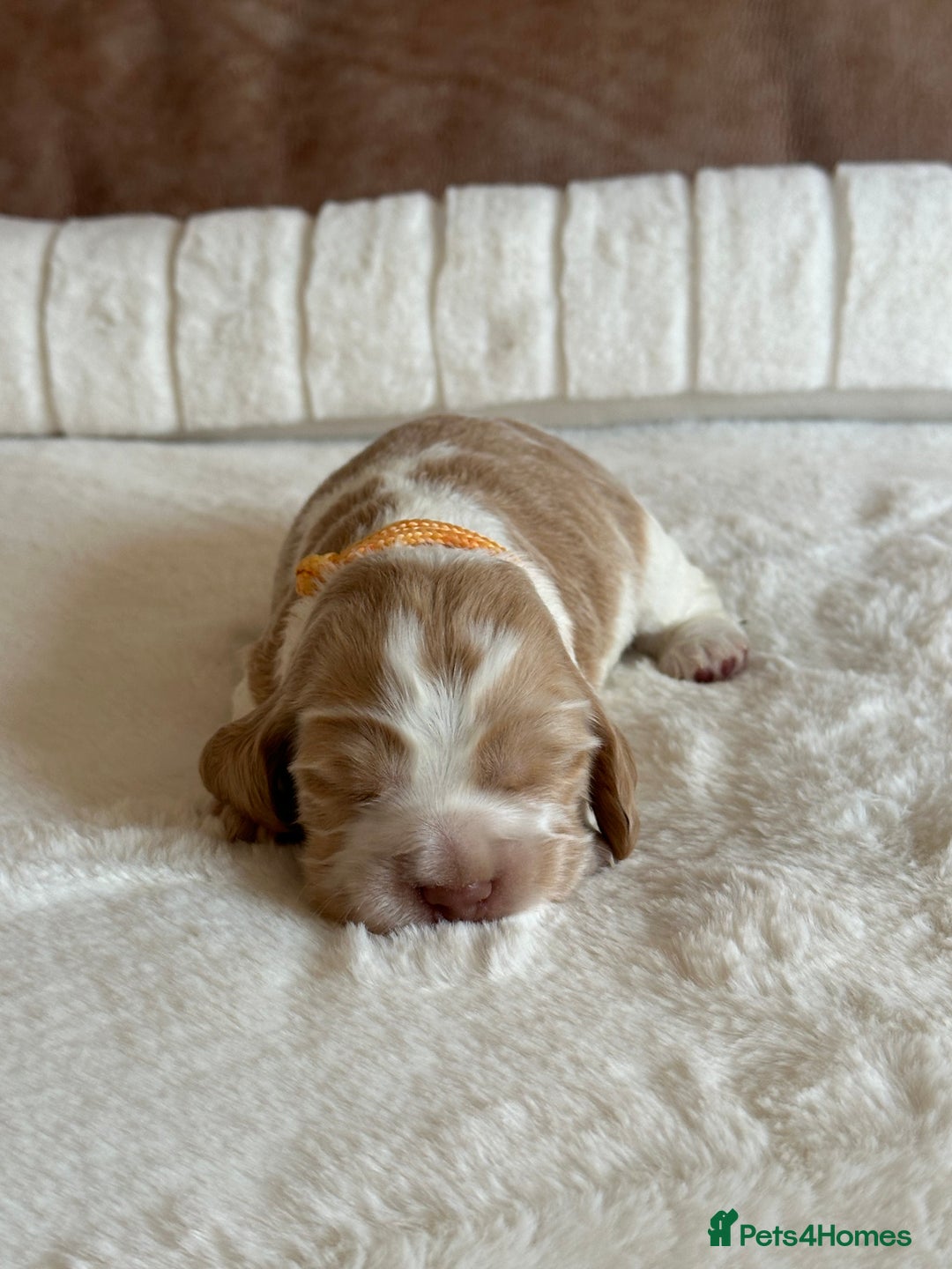 Cocker Spaniel dogs for sale: Extensively Health Tested KC Reg Puppies  - Advert 9